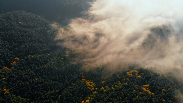Aerial view: Amazing Thick Morning Fog Covering Mountains Spice and Spruce Forest.