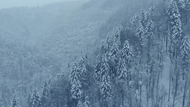Aerial shot: spruce and pine winter forest completely covered by snow.