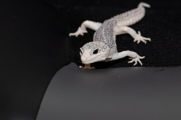 Male gecko eublefara black and white leopard color on a black background