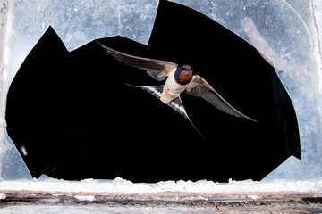 Close-up image of a swallow (Hirundo rustica) in flight leaving a barn
