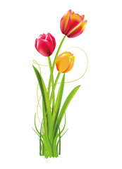 Drei leuchtend bunte Tulpen als Frühlingsstrauss