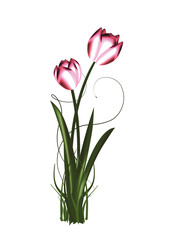 zwei Metallic schimmernde Tulpen im Frühling