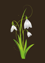 Schneeglöckchen als wunderschöne Frühlingsblumen