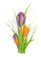 zarte bunt leuchtende Krokusse als Frühlingsbild