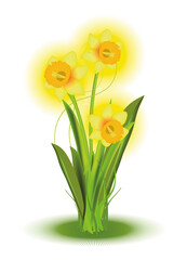 strahlend gelbe Osterglocken als Frühlingsstrauss