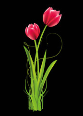 Die beliebten Schnittblumen zwei leuchtend rote Tulpen