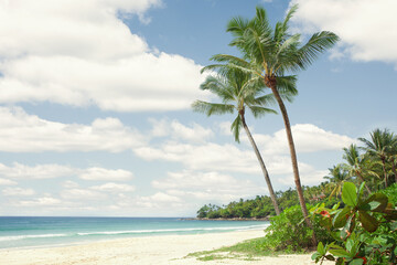 Fototapeta na wymiar View of nice tropical beach with some palms