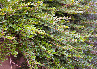 Green decorative bush with small leaves
