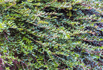 Green decorative bush with small leaves