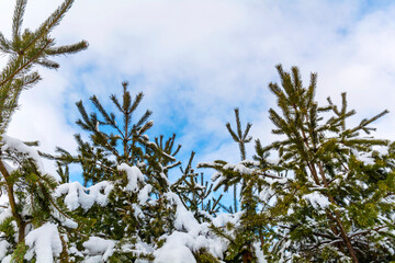 Beautiful Winter Snowy  Mountain Landscape with Pine Trees from Bulgaria ,Vitosha  Mountain