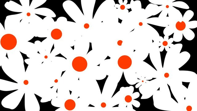 Animated transition of white daisies popping in and out of the screen. Summer cartoon vibes