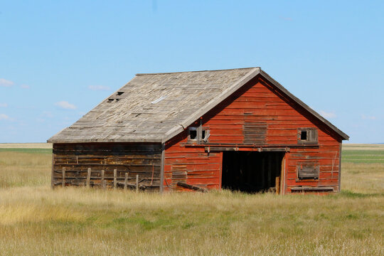 Rustic rural scene of a weathered old , red, wooden barn in an agricultural field with dry brown grass and clear blue sky.