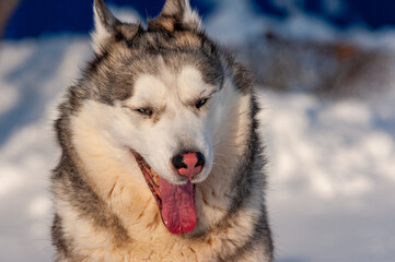 Siberian Husky on a frosty January morning!