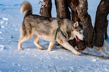 Siberian Husky on a frosty January morning!