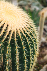 Echinocactus grusonii, the golden barrel cactus, golden ball or mother-in-law's cushion, is a well known species of cactus. close-up