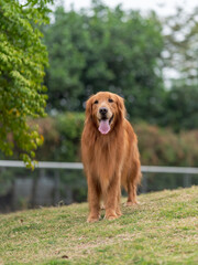 Fototapeta premium The golden retriever stood on the grass