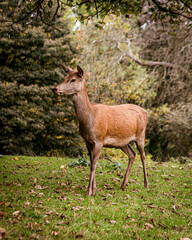 deer in the woods in autumn in the UK