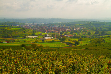 Weinberge Reben