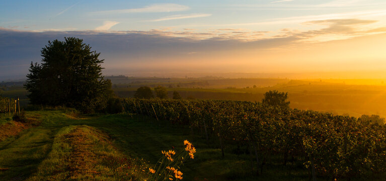 Weinberge Reben