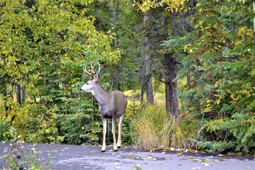 Banff National Park is Canada's oldest national park, established in 1885. Provincial forests and Yoho National Park are neighbors to the west, while Kootenay National Park is located to the south