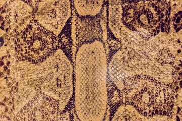 Detail of snake skin. Leather as a material for the production of shoes, handbags, wallets, belts...