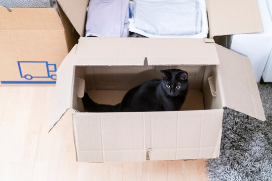 schwarze Katze in Umzugskarton
