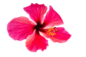 Pink hibiscus flowers on white background.