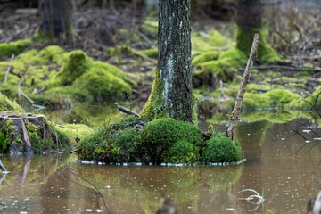 Beautiful, moss covered bog