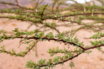 A branch  with thorns and green leaves of a tree growing in a stone desert in Timna National Park near Eilat, southern Israel.