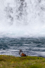 Eine Harlekin Ente vor einem Wasserfall.