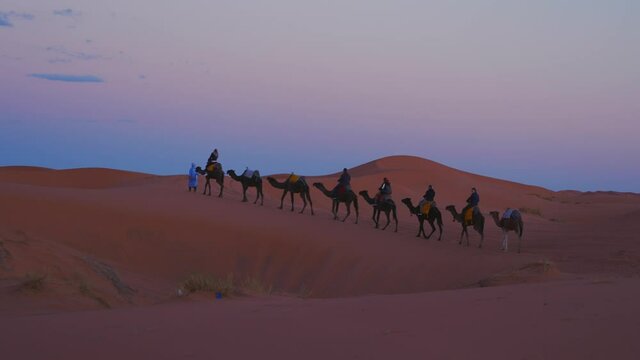 Male guide leads camels caravan with tourists going through the sand in the Sahara desert, Tourists are riding camels in a desert