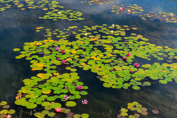 Lilie wodne czyli grzybienie