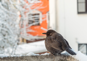 Winter birds sitting on the balcony. Cold weather.