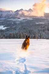 Active Dog Running in Snow in Mountains at Winter