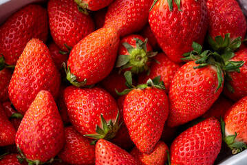 いちごたくさん
