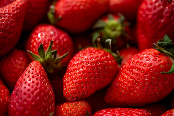 いちごたくさん	