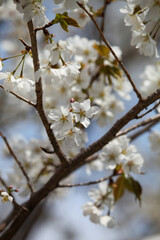 桜の花