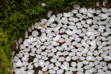 手水鉢に散った桜の花