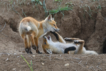 Two young red Fox near his hole. Vulpes vulpes close up
