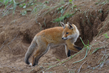 Young red Fox near his hole. Vulpes vulpes close up