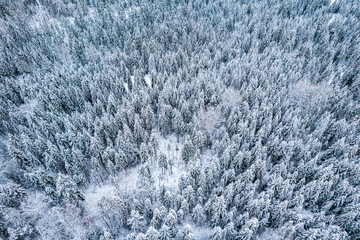 Snowy Forest in Winter. Top Down Drone View