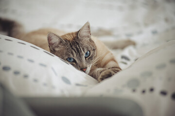 Regard de chat