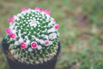 cactus in pot with flower. home plant decoration concept.	