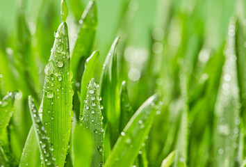 Fototapeta na wymiar Morning dew on grass