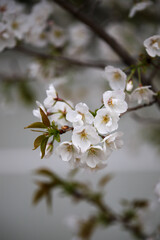 白峯神宮の桜