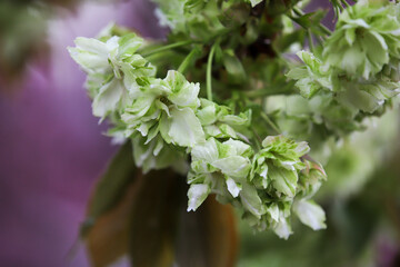 仁和寺境内に咲く御衣黄桜