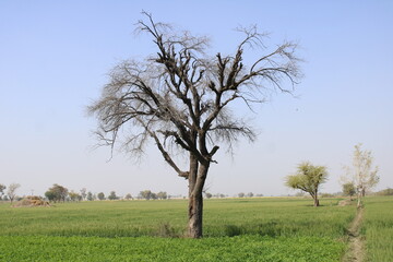 Old tree in the field