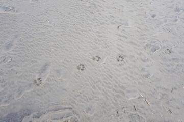 Paw Prints in Wet Beach Sand of Variegated Gray