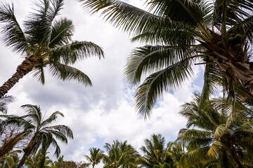Fototapeta na wymiar Palm trees and blue sky