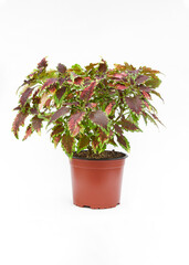 Coleus scutellarioides on a white background for catalog